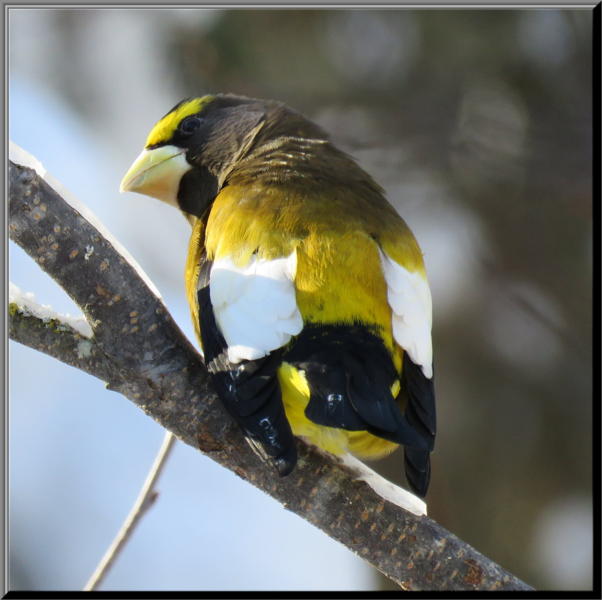 close up male evening grosbeak giving a backwards glance towards me.JPG