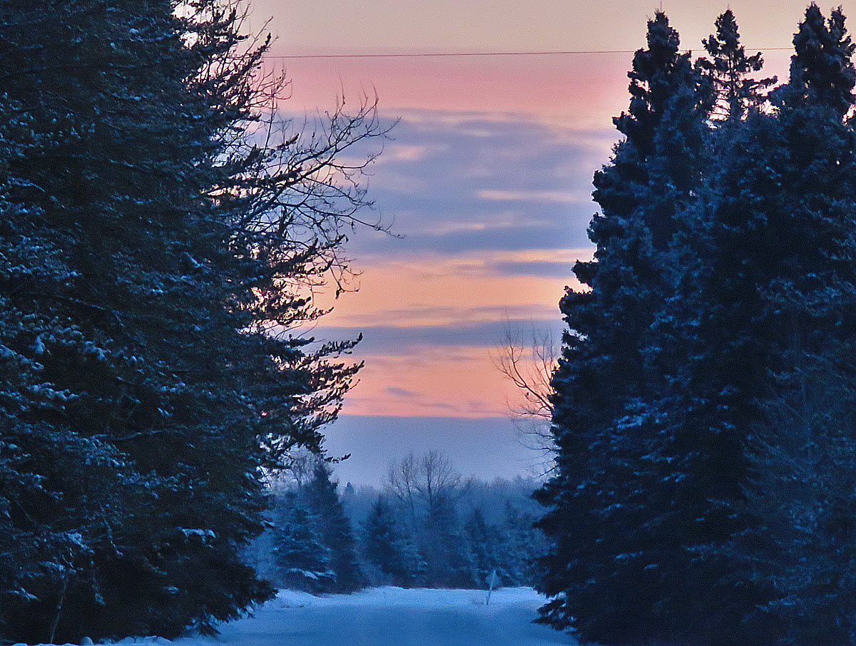 sunset at end of spruce lined road.JPG