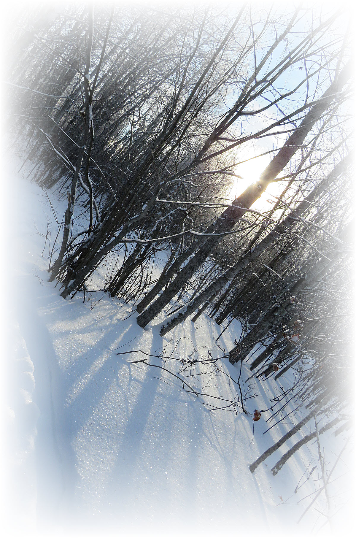 sun shining through poplar trees throwing shadows.JPG