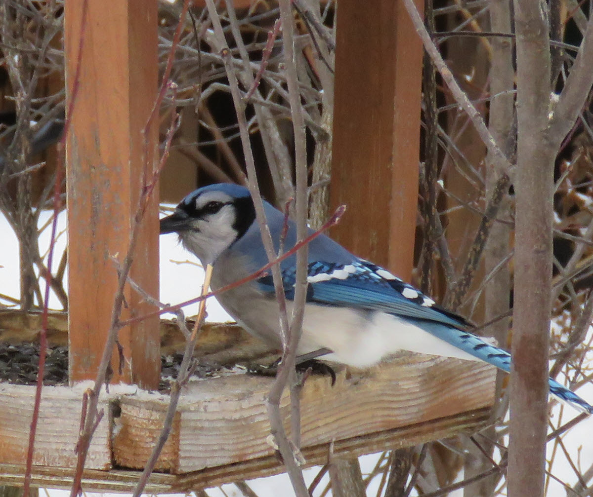 close up bluejay at feeder.JPG