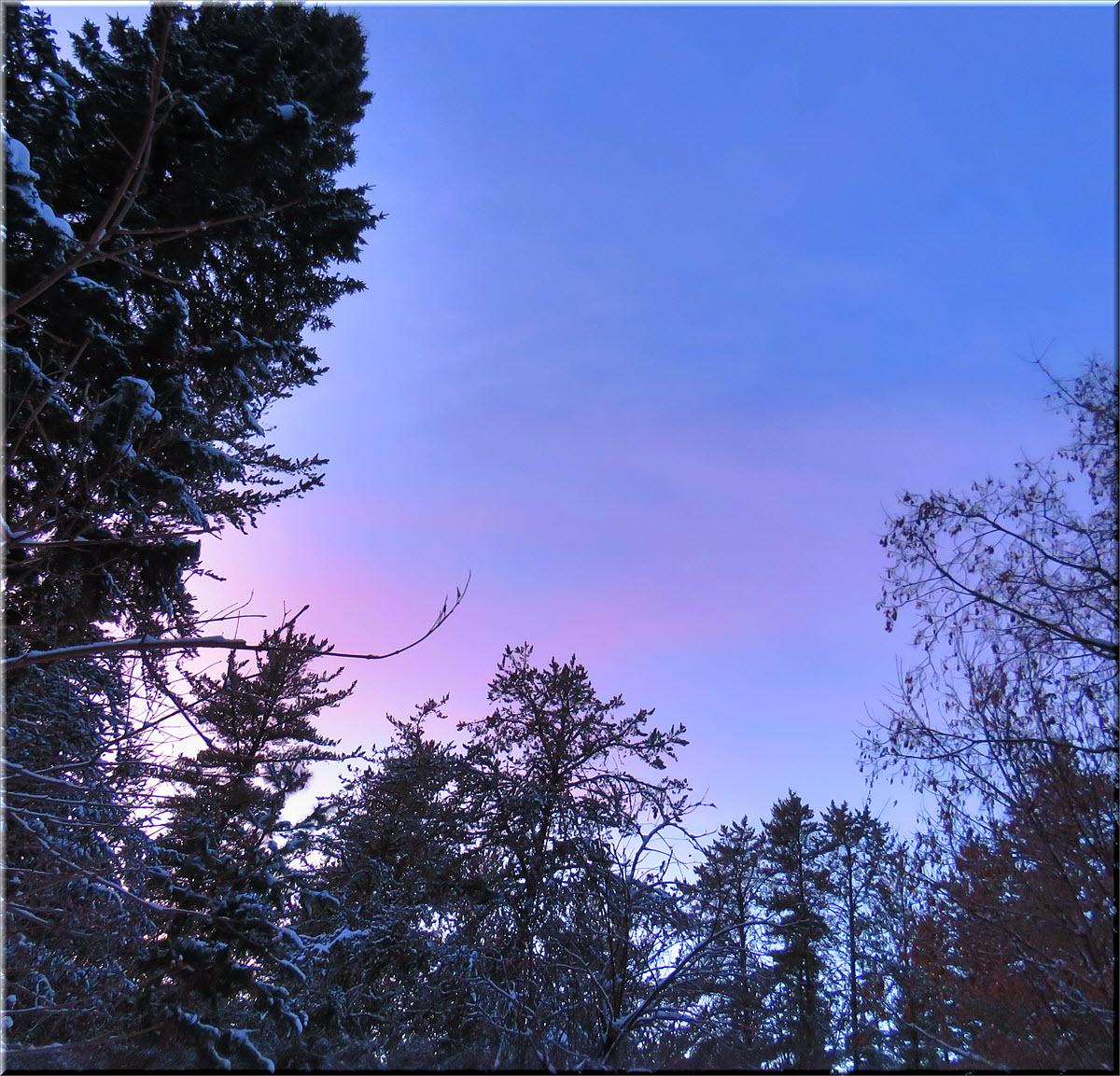 pastel colors of sunset above pines spruce and maple tree.JPG