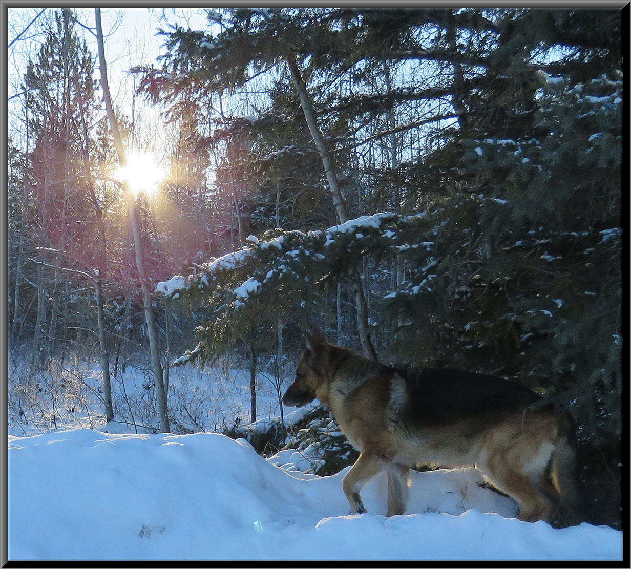 Bruno walking out to end of lane sun with rays in trees behind.JPG