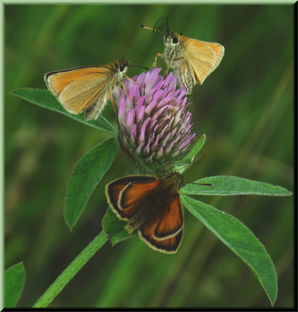 3 butterflies on red clover bloom.JPG