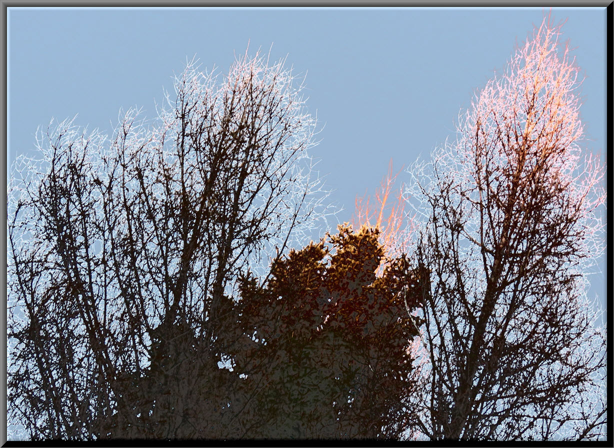 filtered sunset interesting light on tree tops.JPG