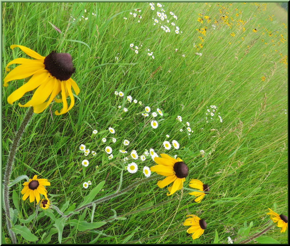display of black eyed susans and white fleabane.JPG