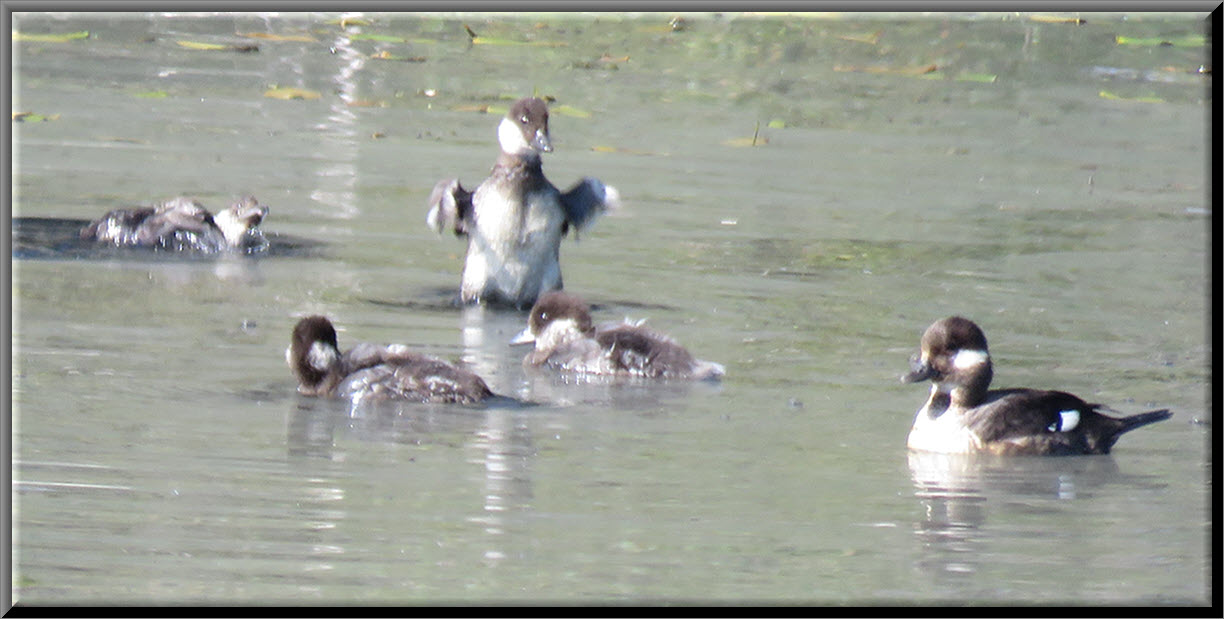 female Bufflehead duch with 5 ducklings 1 has his chest pulled out of water flapping his little wings.JPG