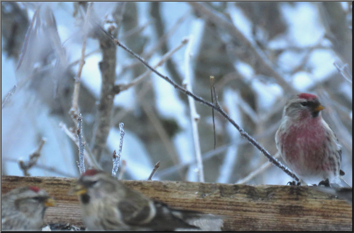 red breasted redpole and 2 others at feeder.JPG