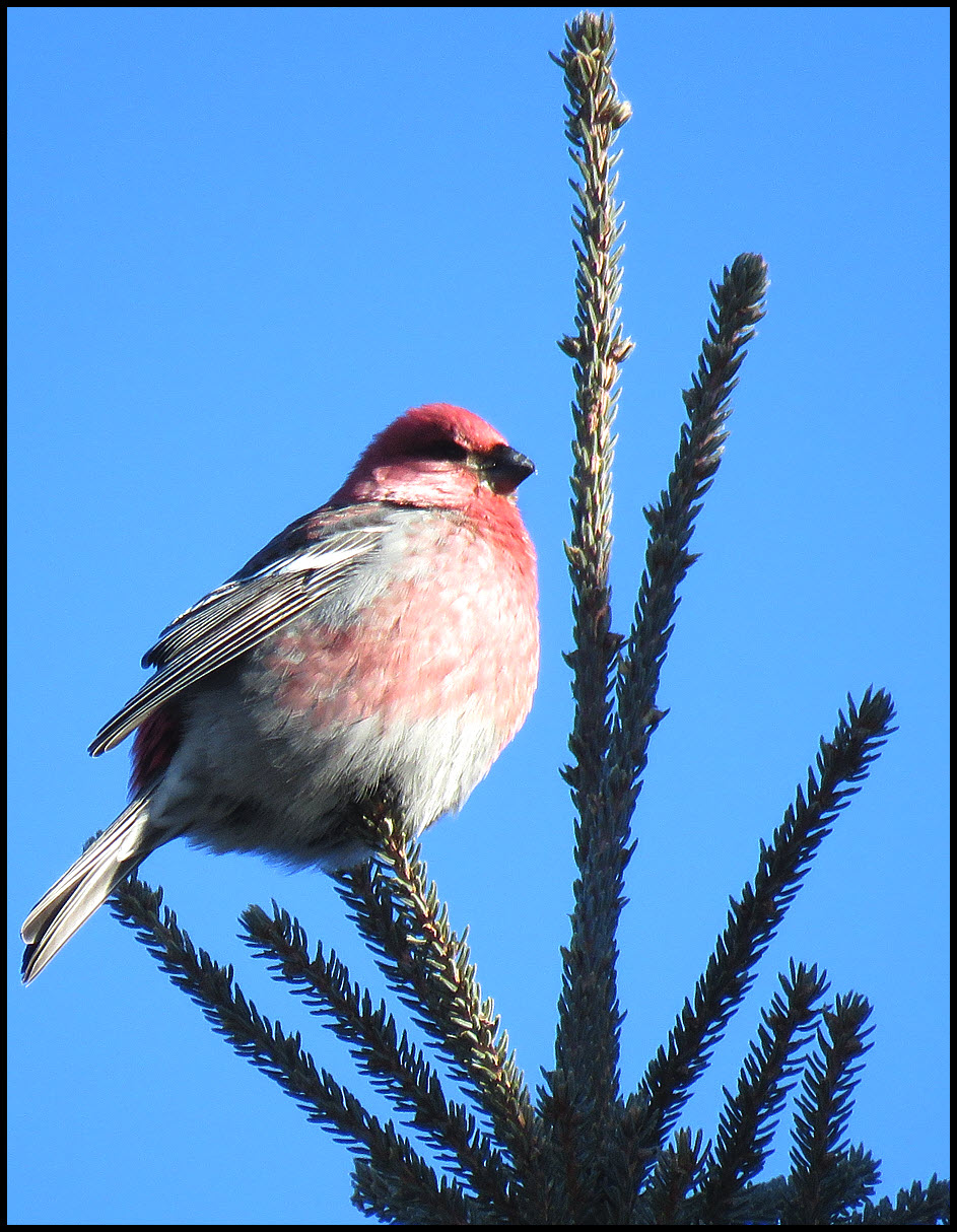 close up pine grosebeak on spruce tree top.JPG