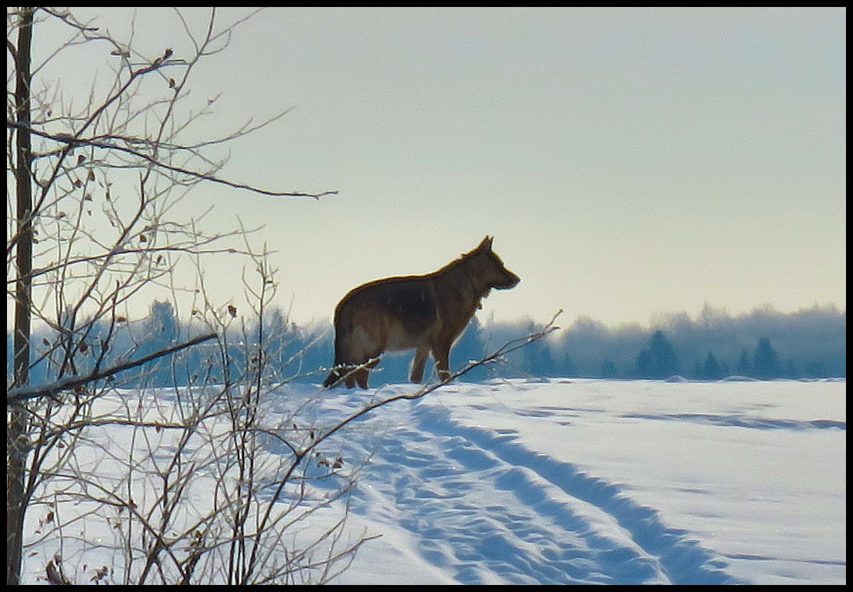 side view Bruno standing on hilltop.JPG