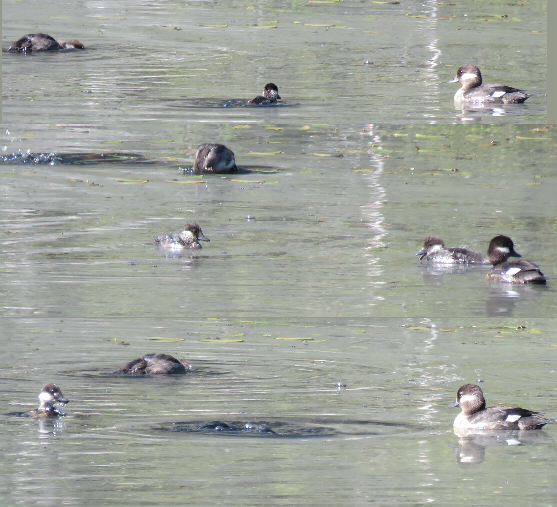different stages of bufflehead duckling looking and diving for food.JPG