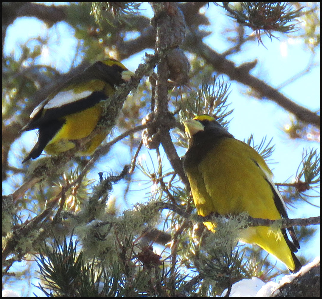 close up pair of evening grosbeaks in pine tree.JPG