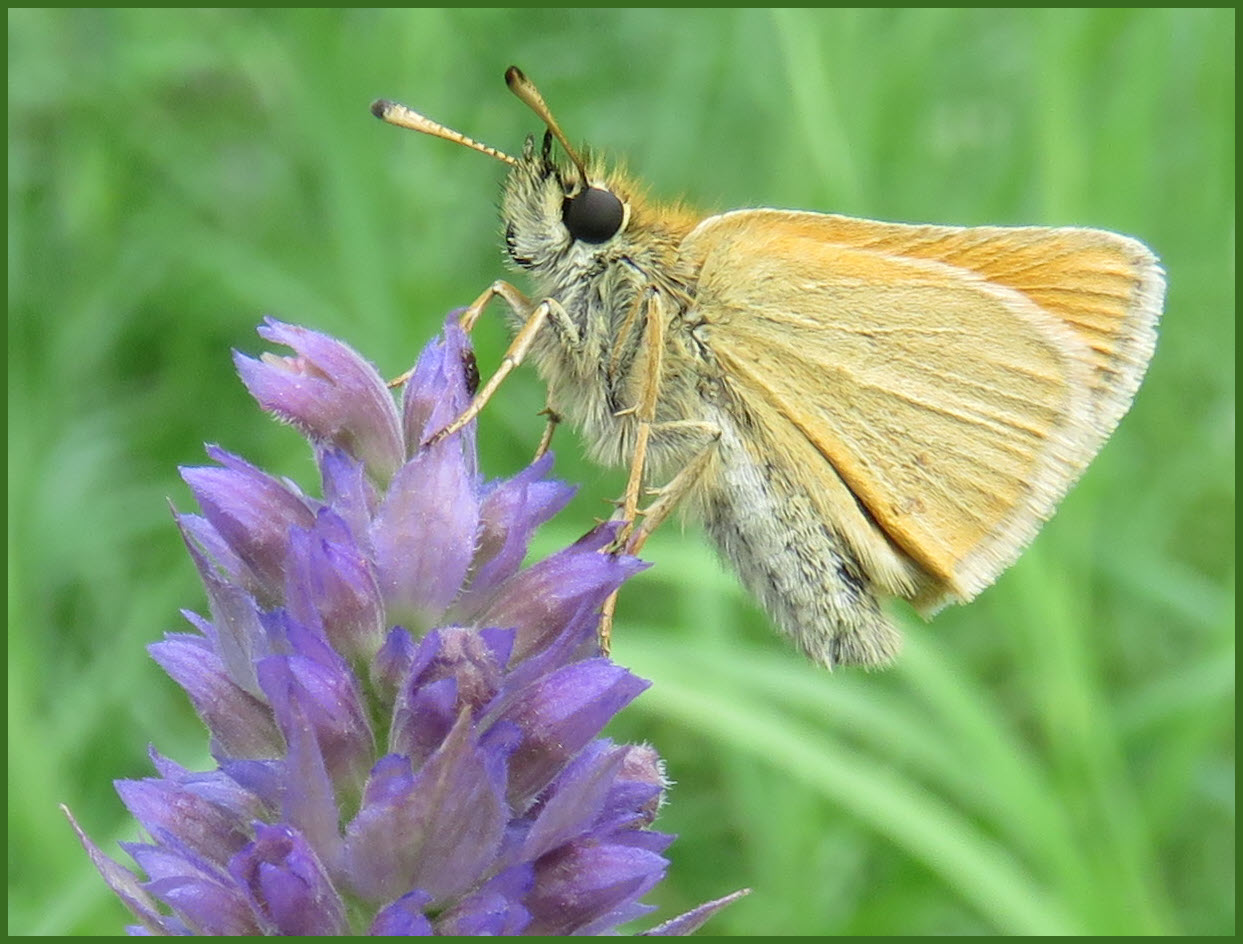 close up cute golden butterfly on hyssop bloom.JPG