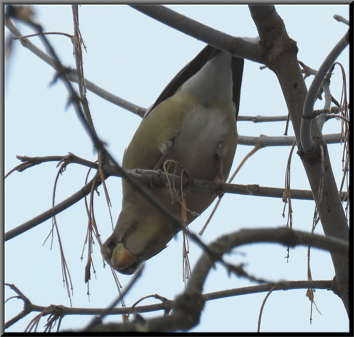 grosbeak upside down eating maple seeds.JPG