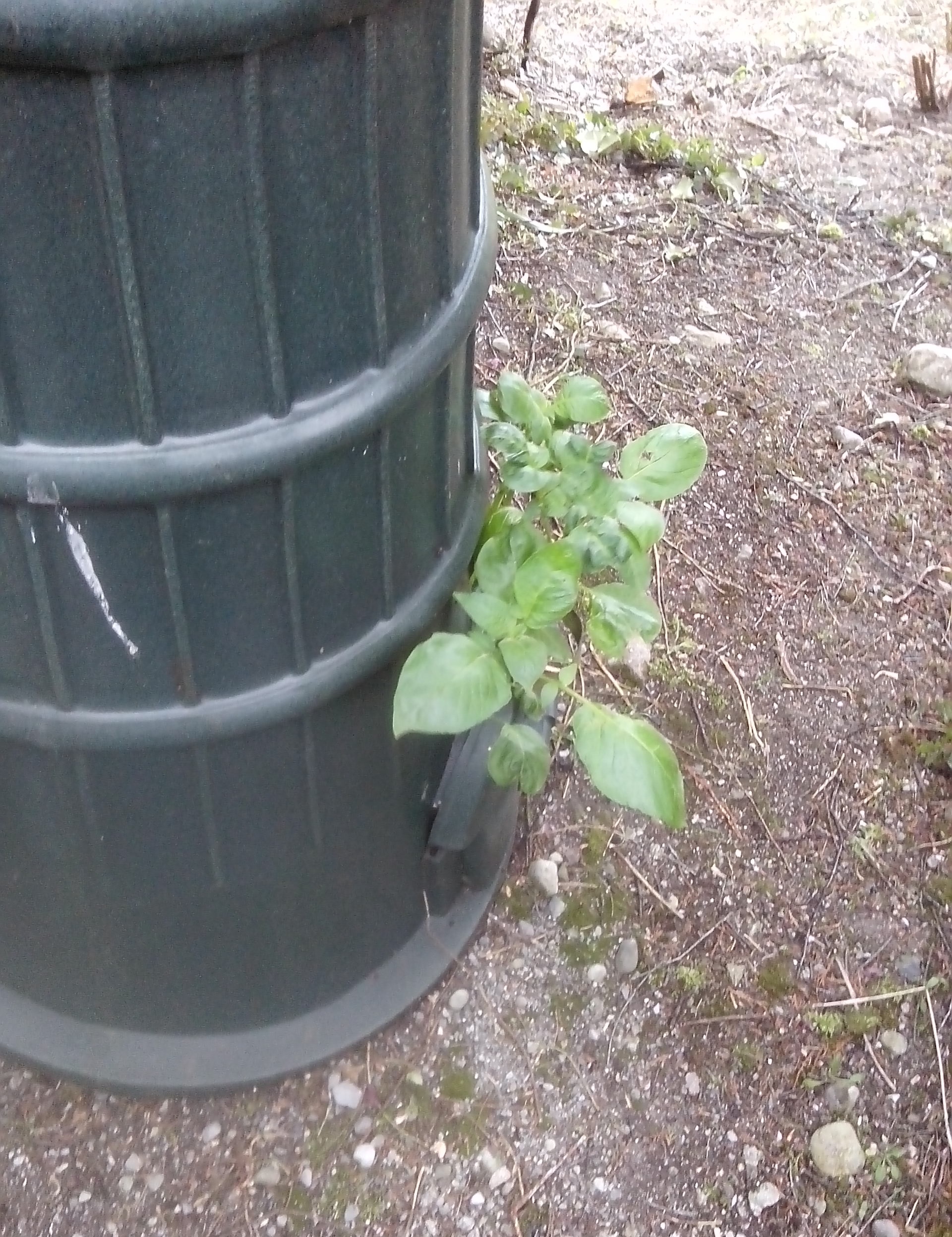 potatoes.jpg