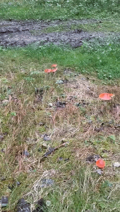 ezgif.com-optimize (3).gif