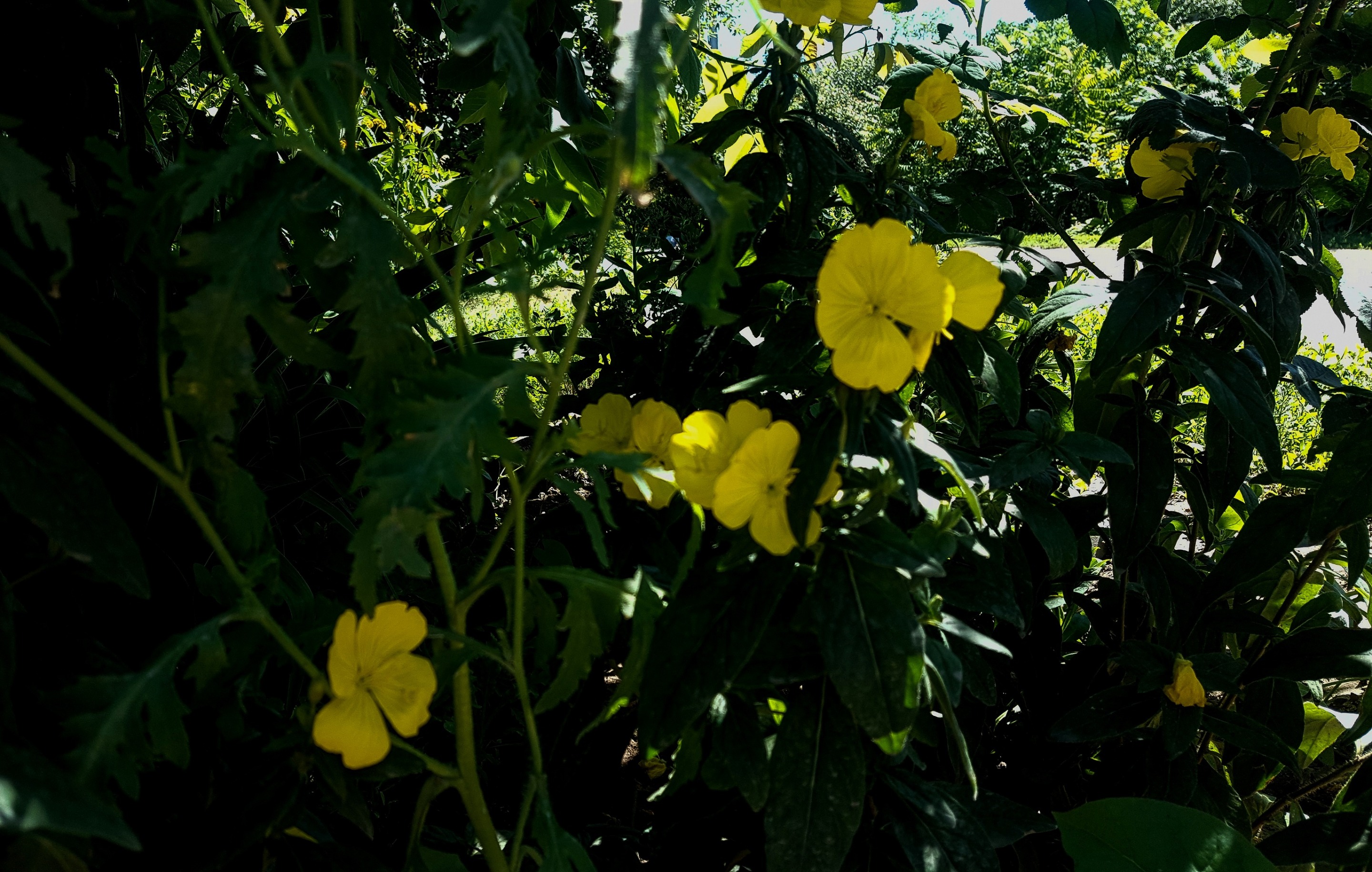 20200624_142538.jpg