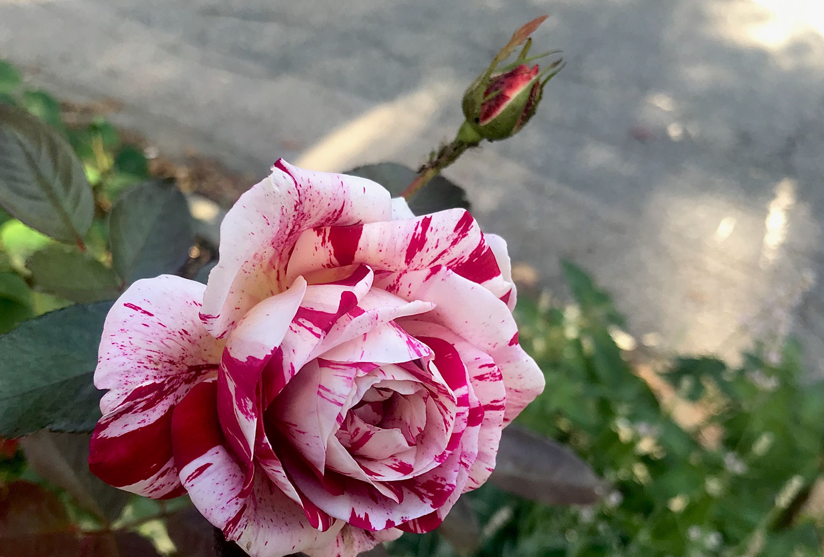 IMG_6710.jpeg