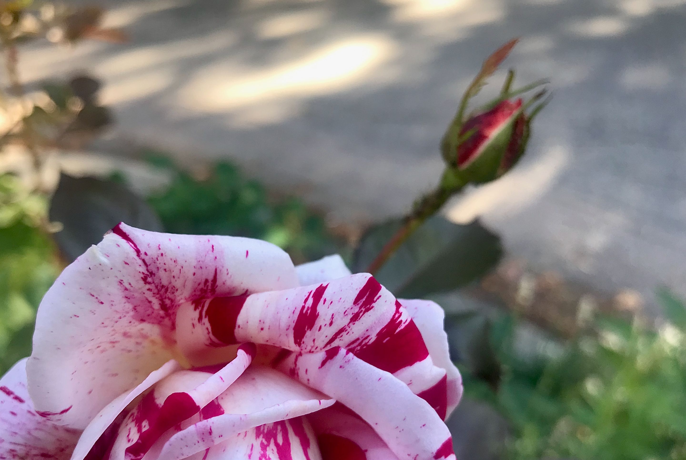 IMG_6718.jpeg