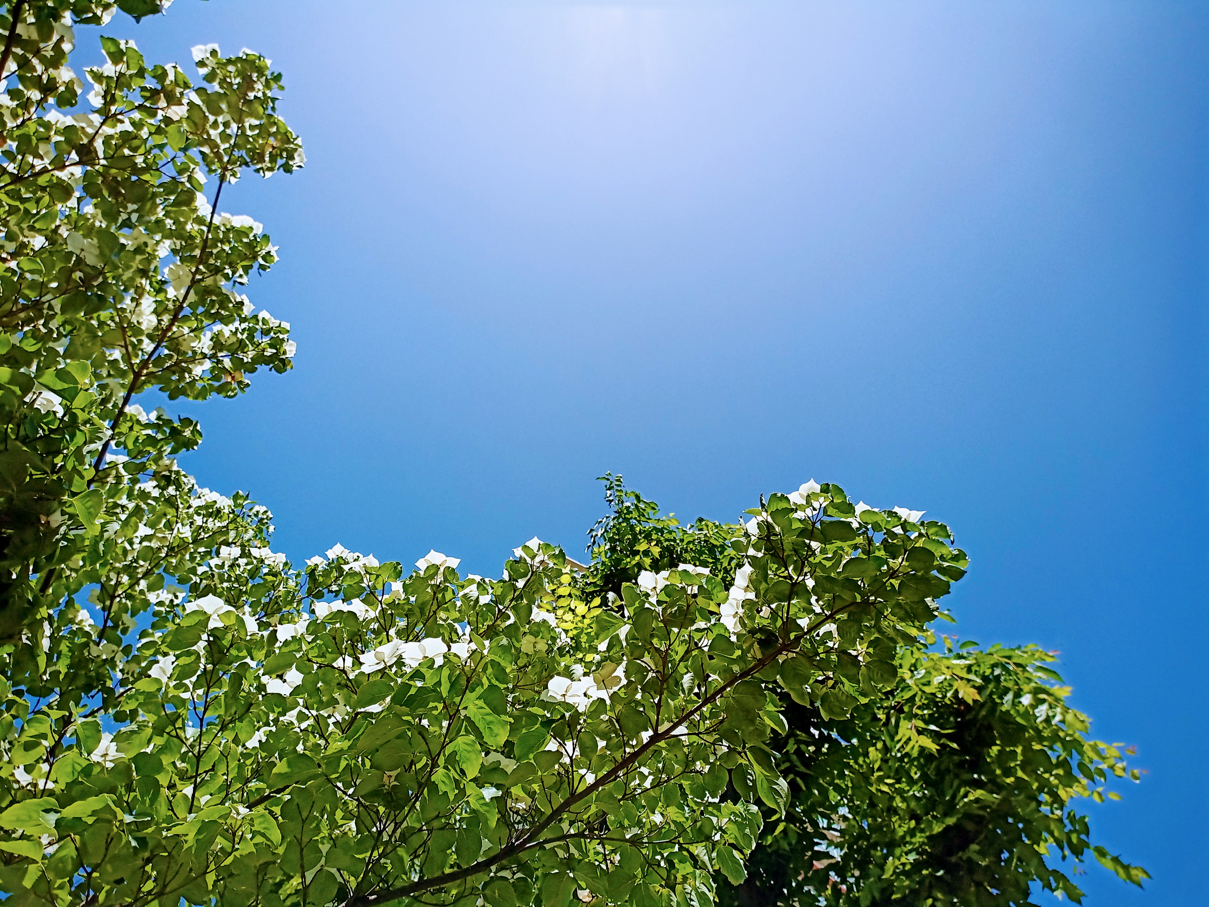 treesflowers.jpg