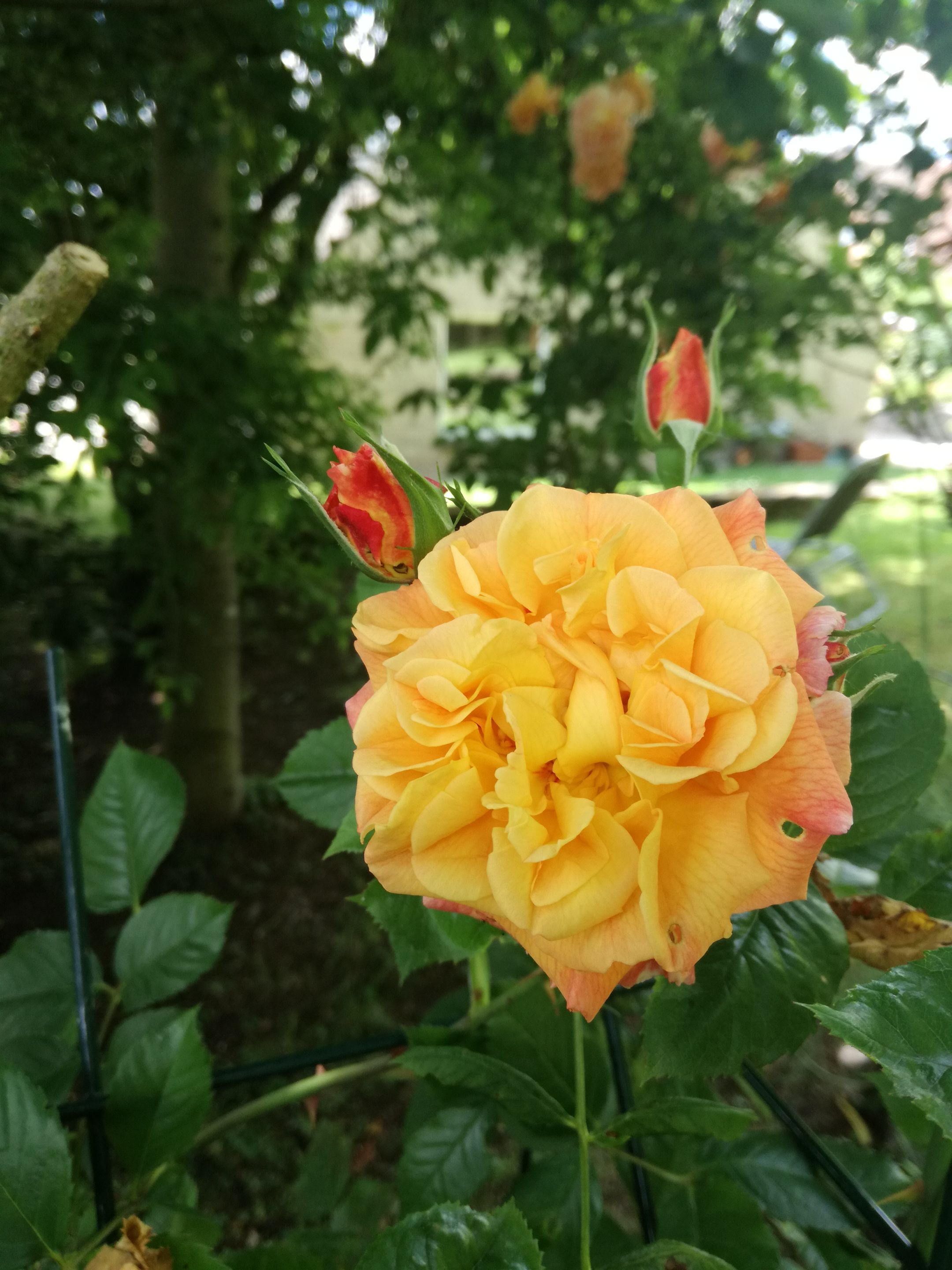Luxembourg, July 2017