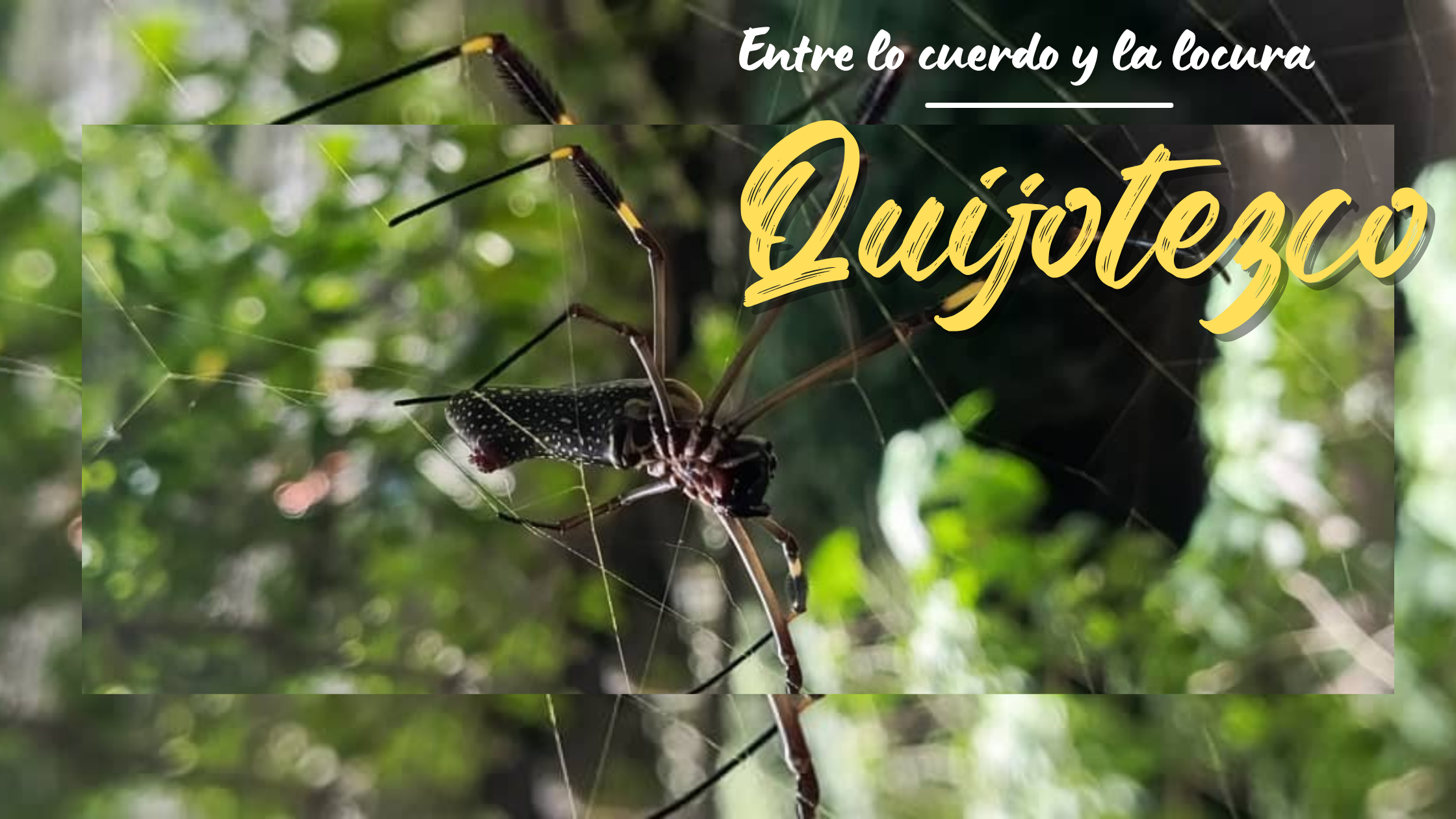 araña.png