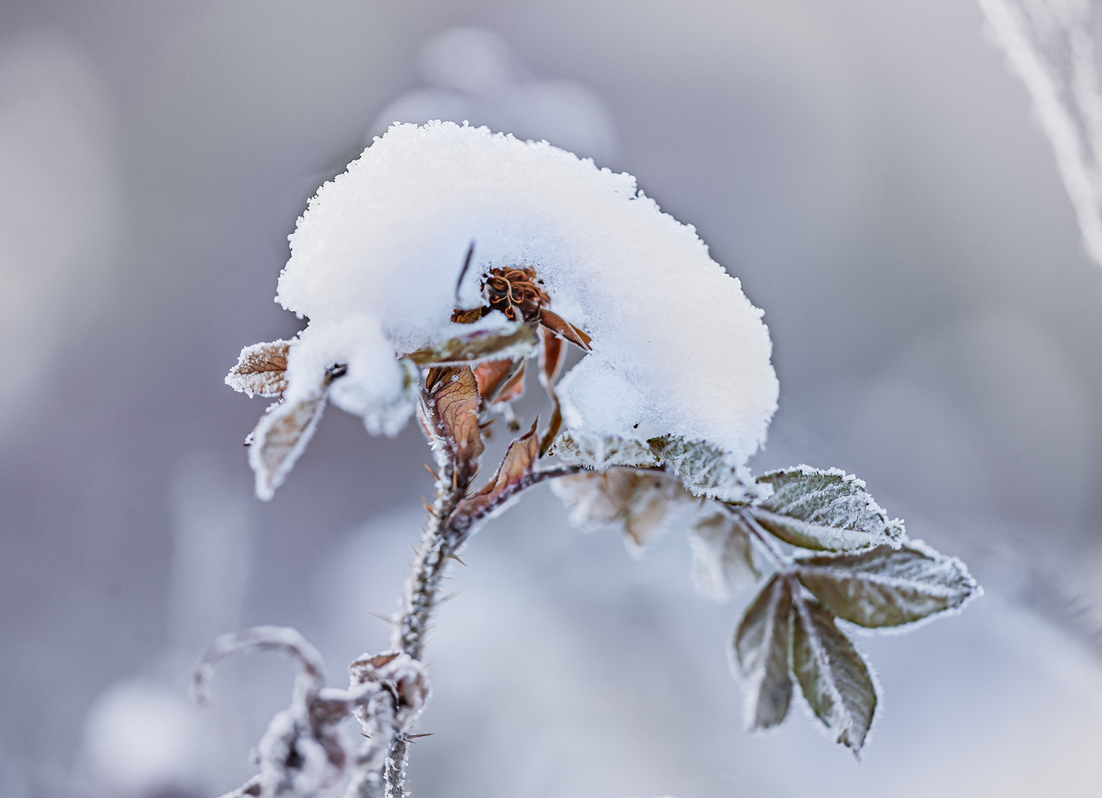 2021-dec-3130w-h1.jpg