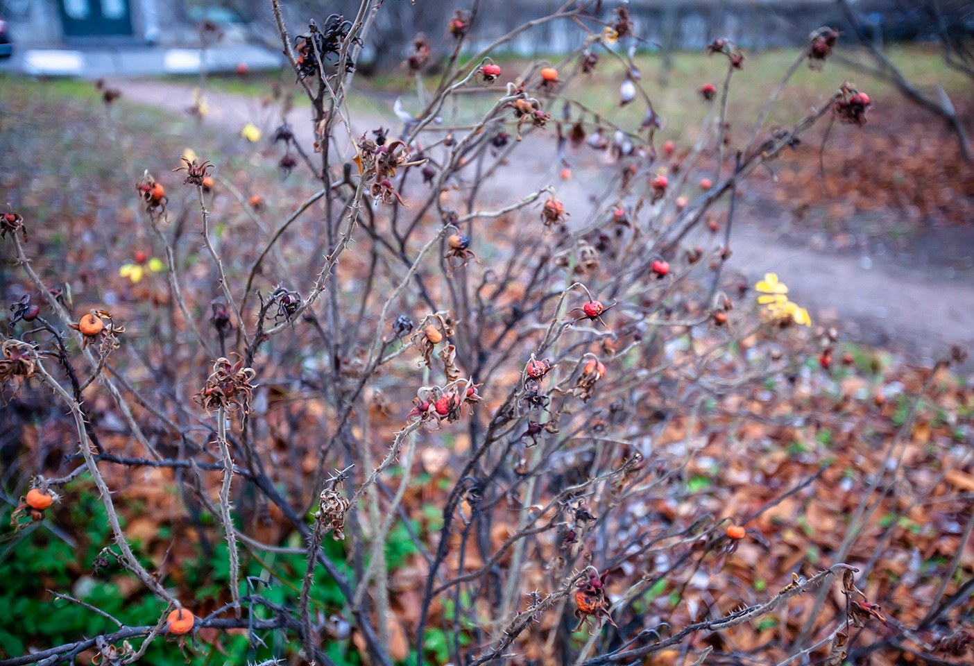 2021-nov-1810w-h.jpg