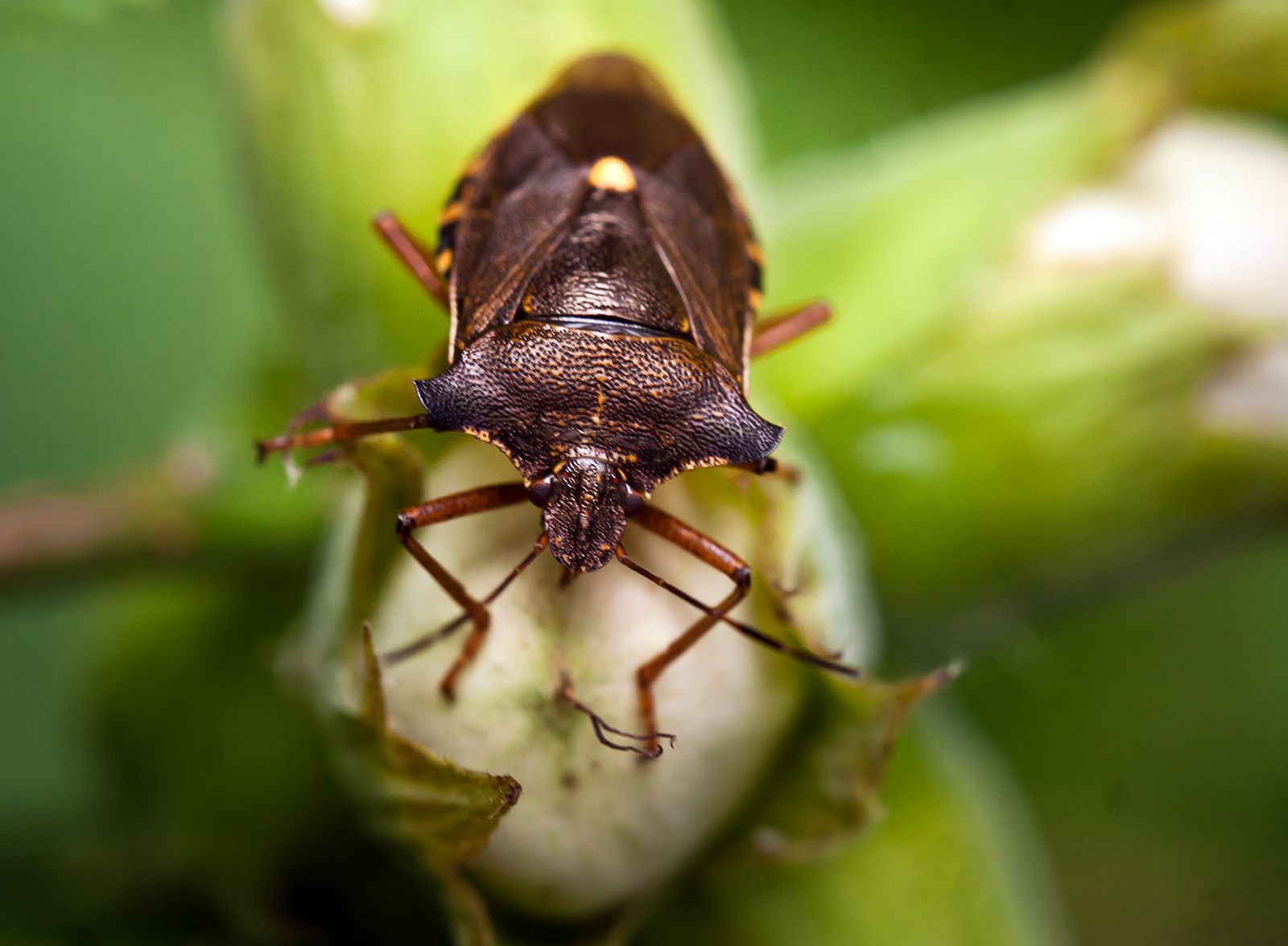 2020-dach-bug-01122w.jpg