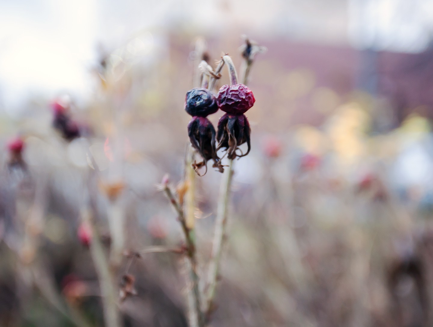 2021-nov-1809w-h.jpg