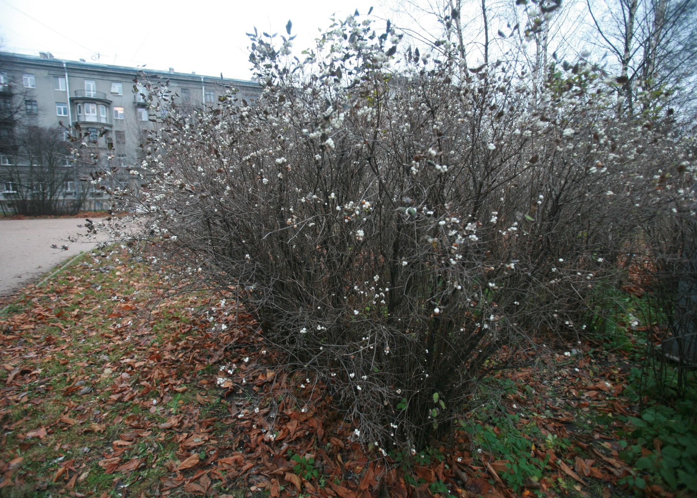 2021-nov-1811w-h.jpg