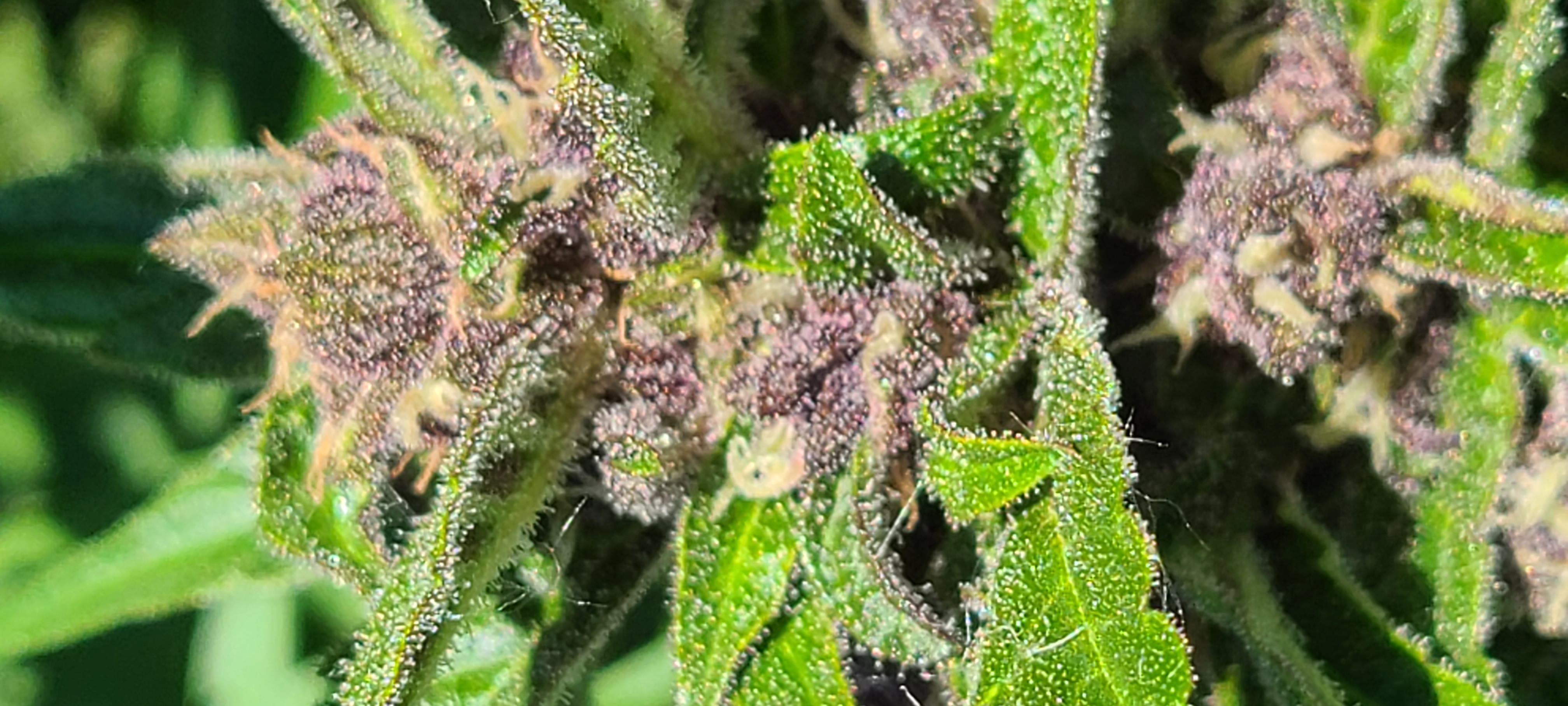 An Average Cannabis Post