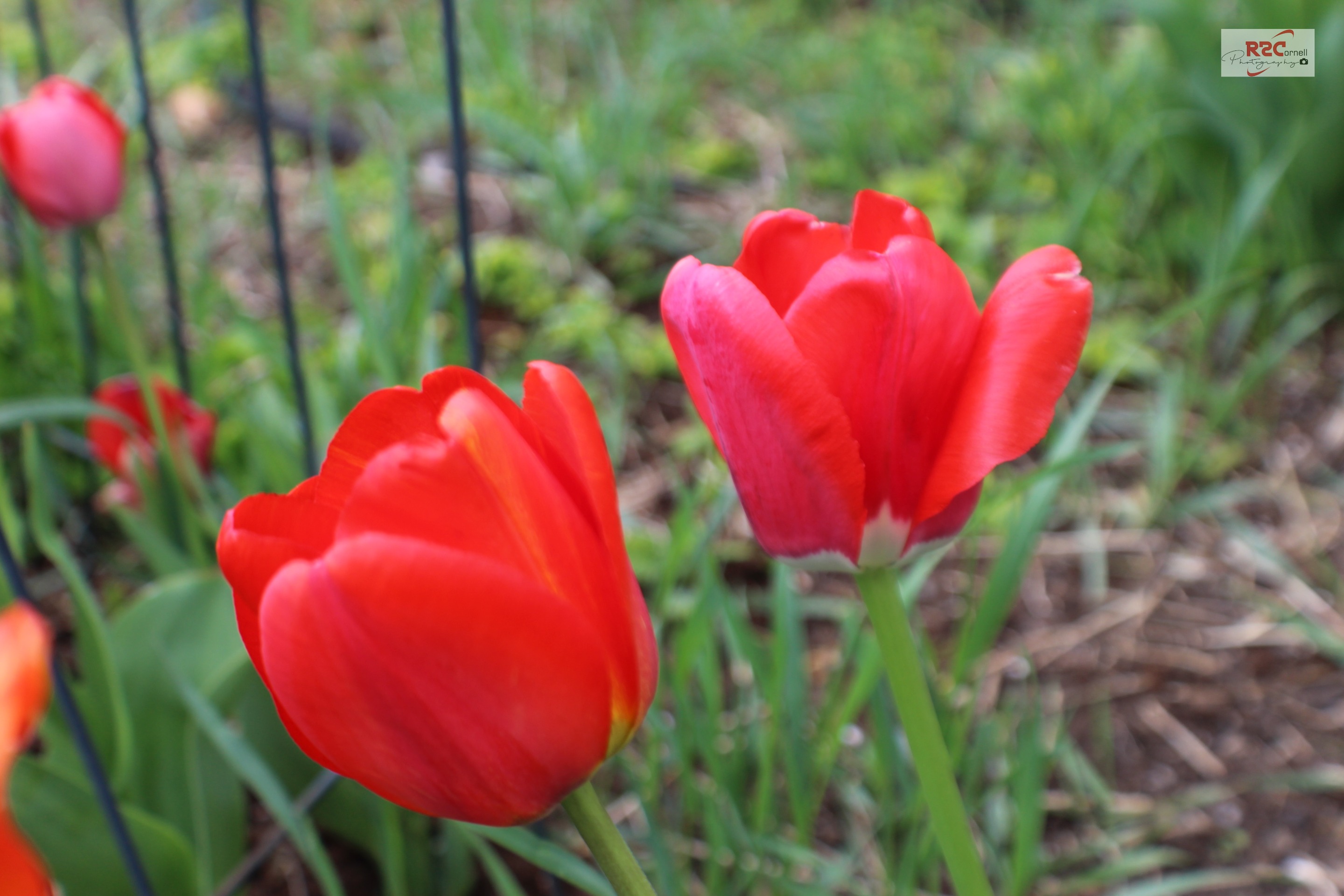 IMG_7086H.JPG