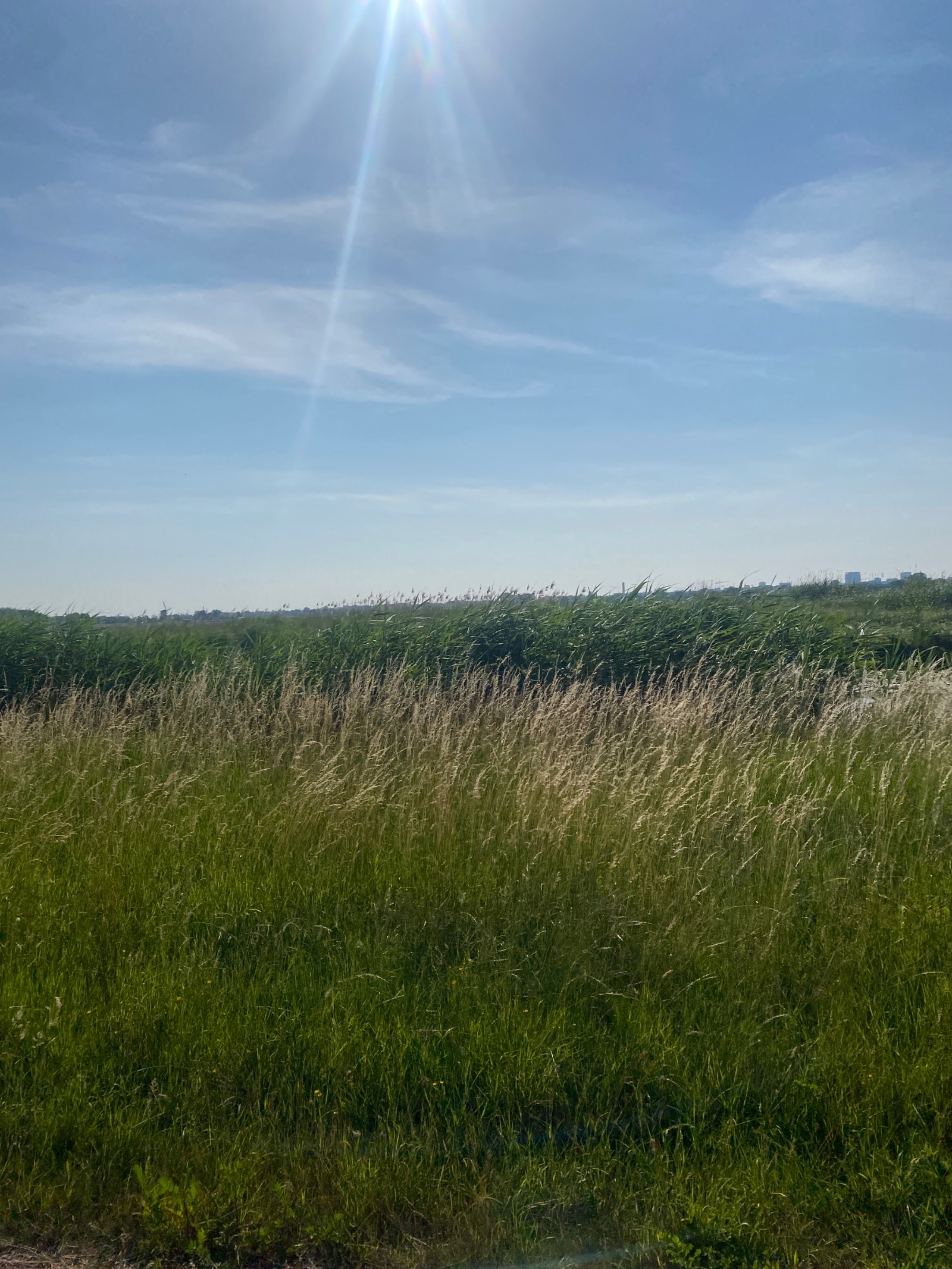 IMG_1998.jpeg