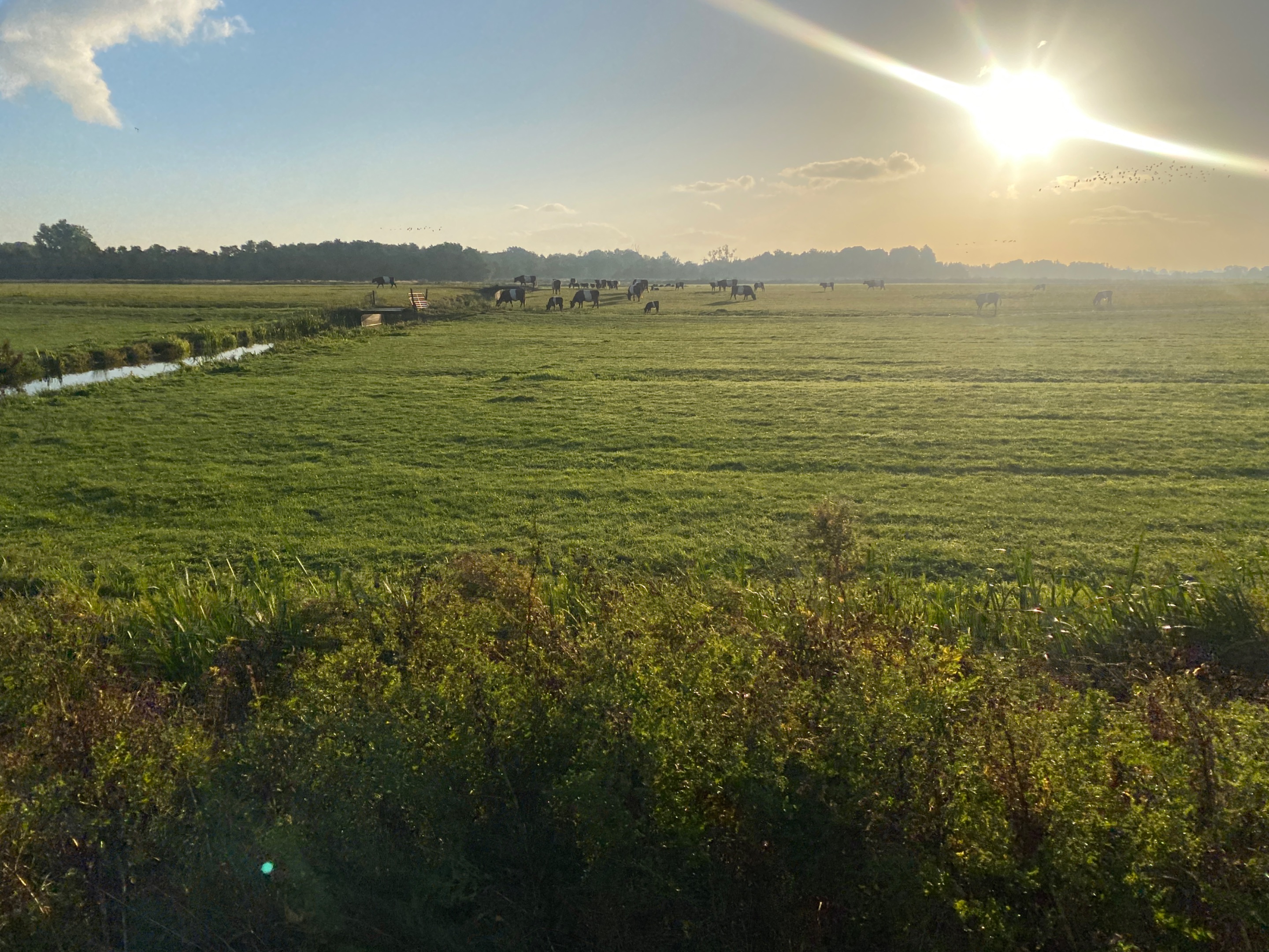IMG_5352.jpeg