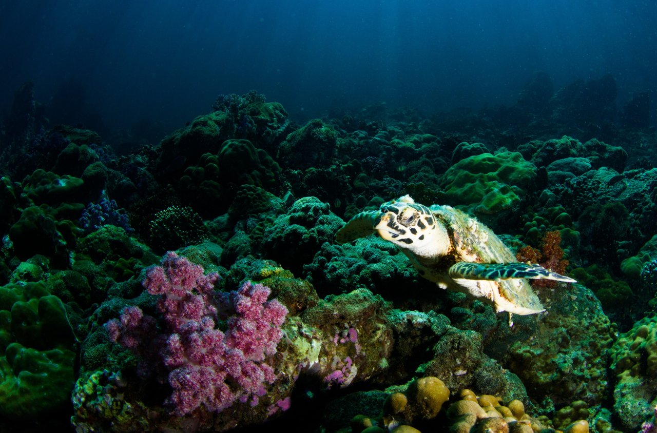 CoralTurtle.jpg