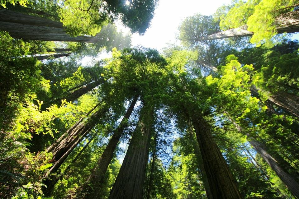 TreeSunlight.jpg