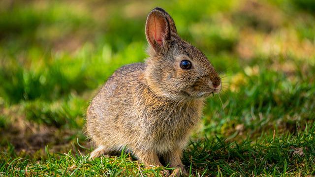 bunny-5014814_640.jpg