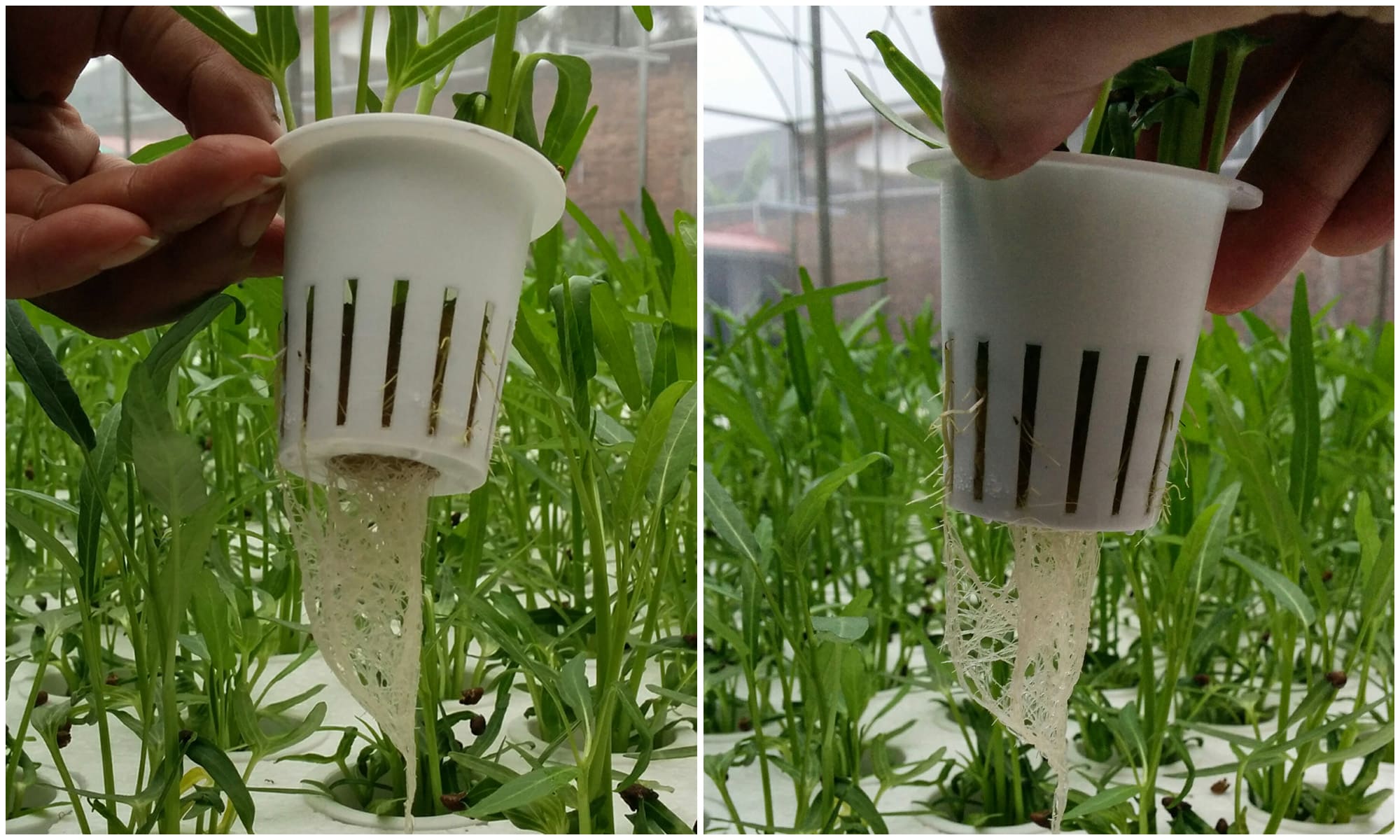2000-netpot.jpg
