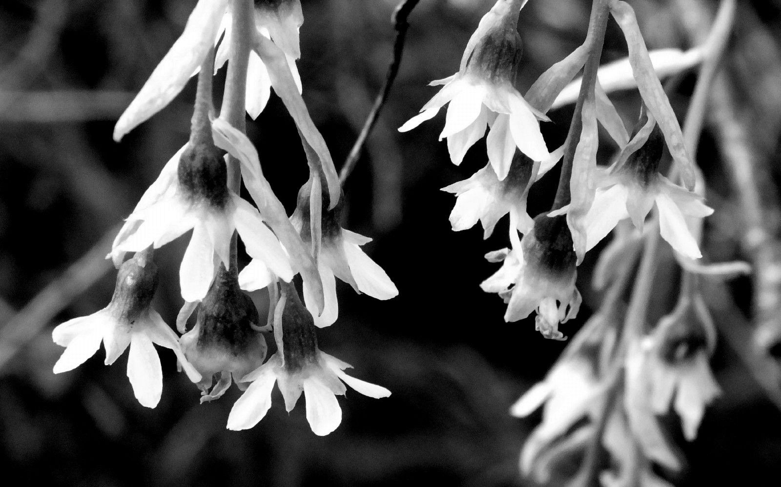 RD0023-WhiteBellflowers.JPG