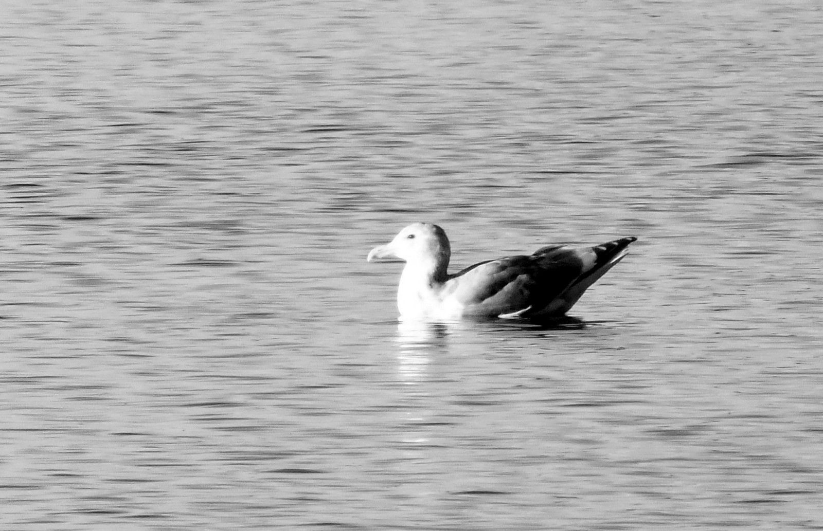 RD0031-Seagull.JPG