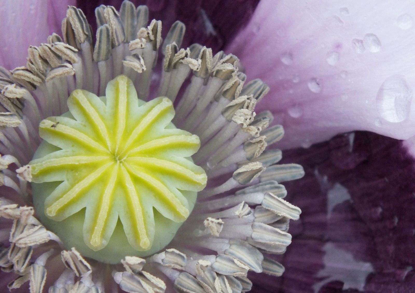 RE0021-PurplePoppy.JPG