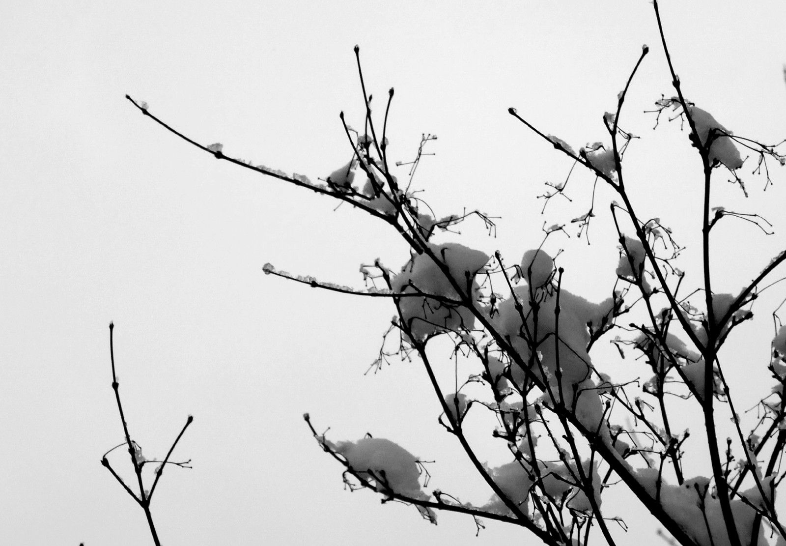 RD0032-Branch.JPG