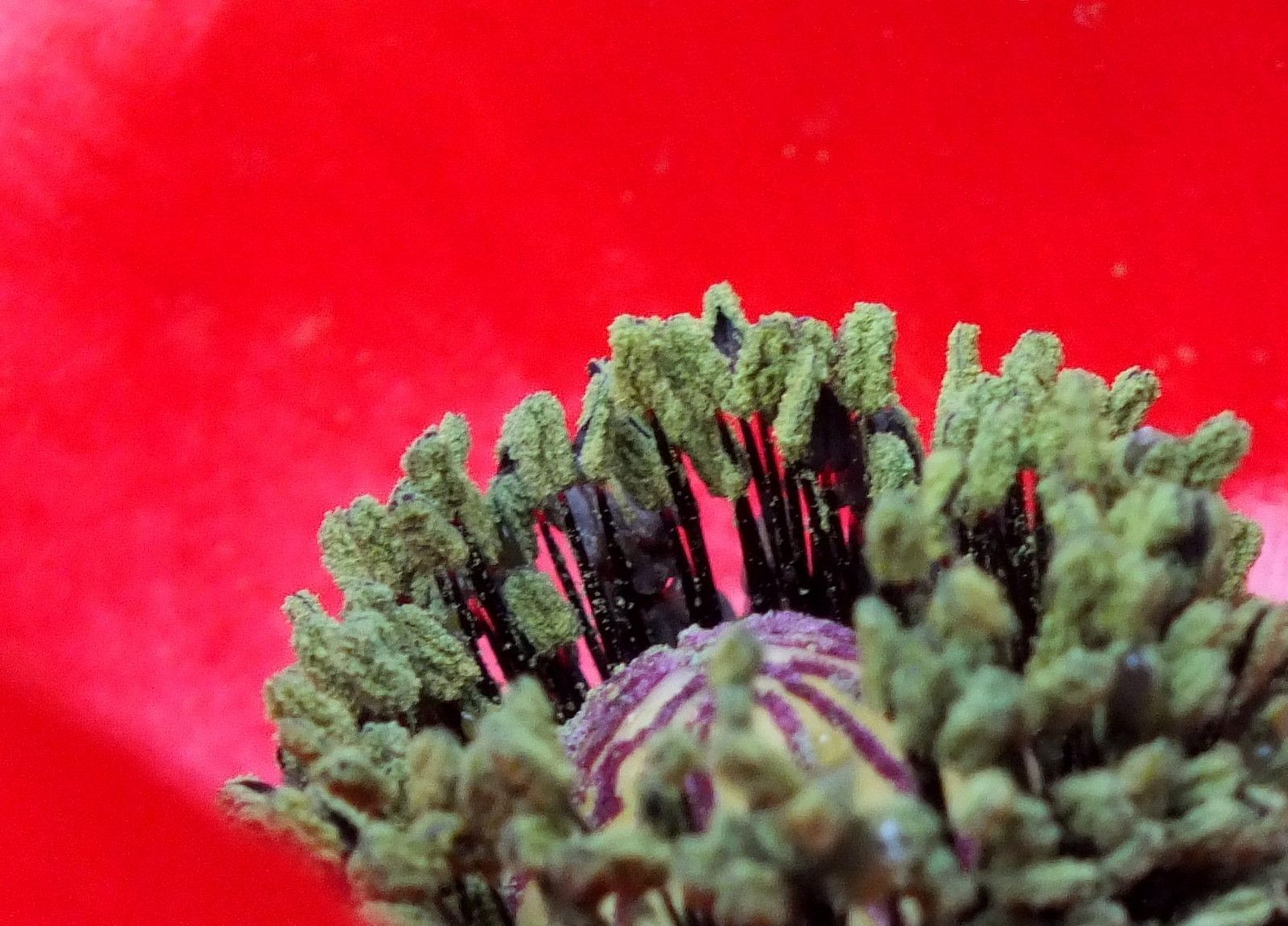 RD0021-RedPoppy.JPG