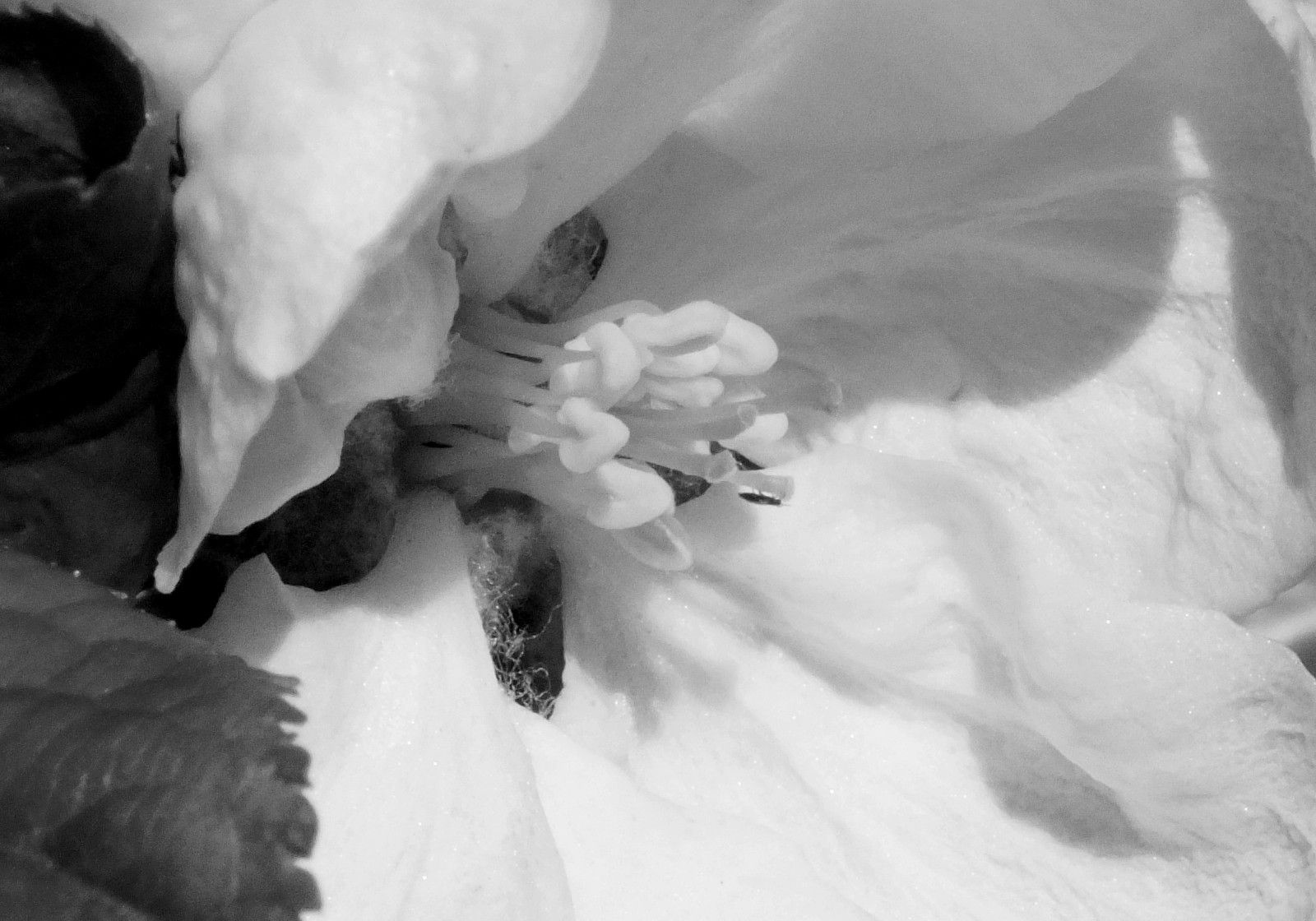 RD-0021-AppleBlossom.jpg