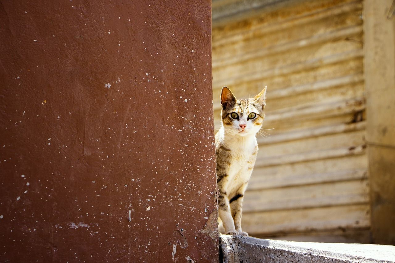 cat-g1598060e2_1280.jpg