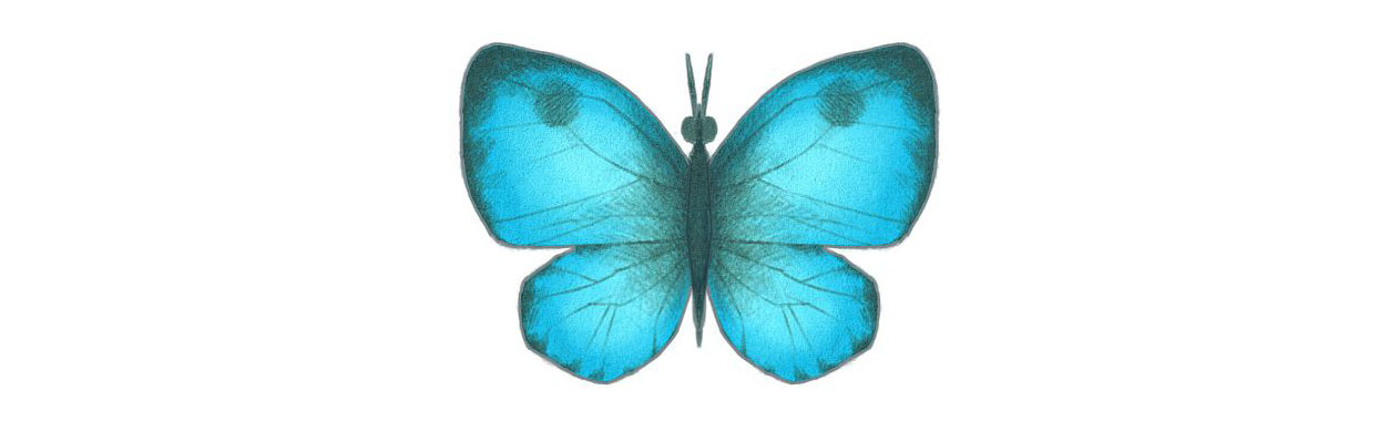 ae_export_schmetterling020350.jpg