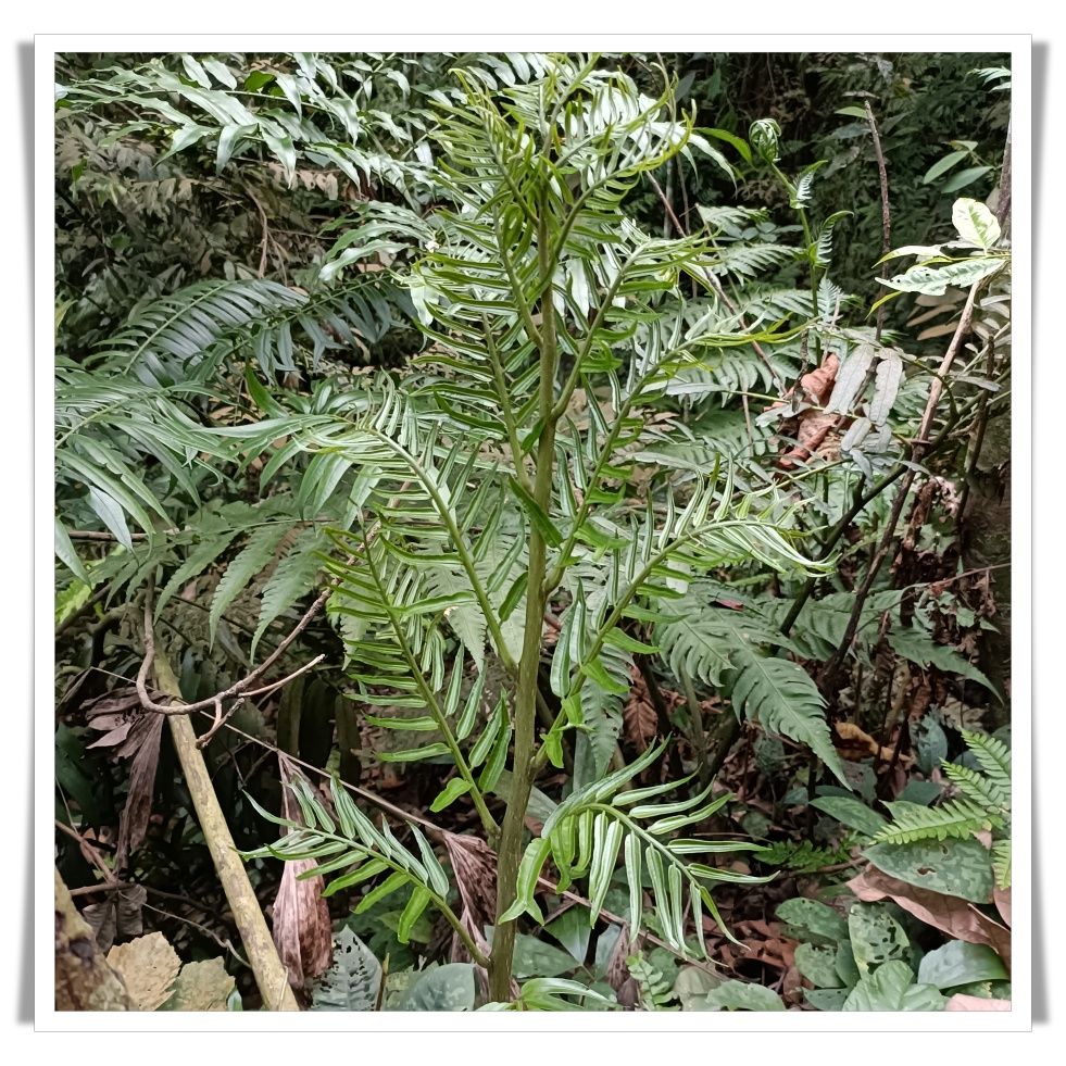 FERNS1.jpg