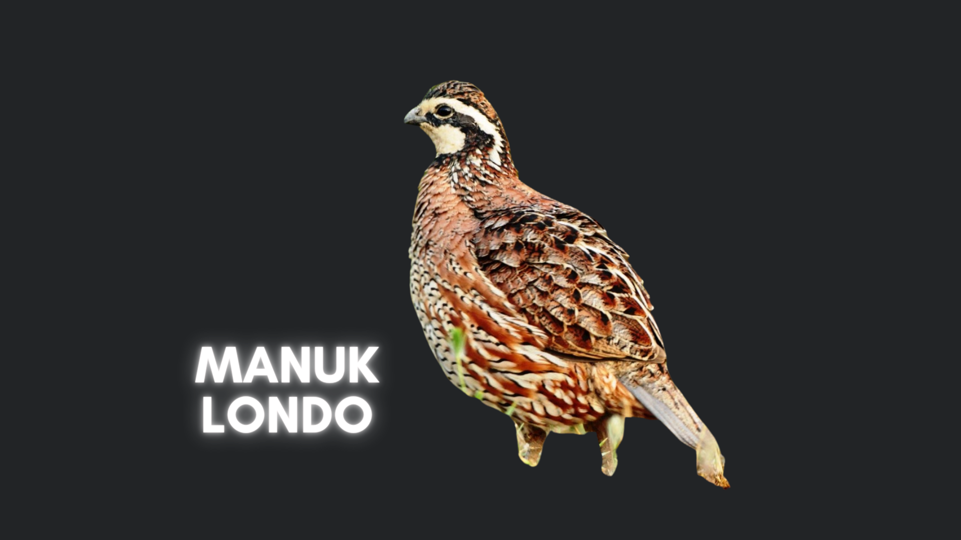manuk-londo.png
