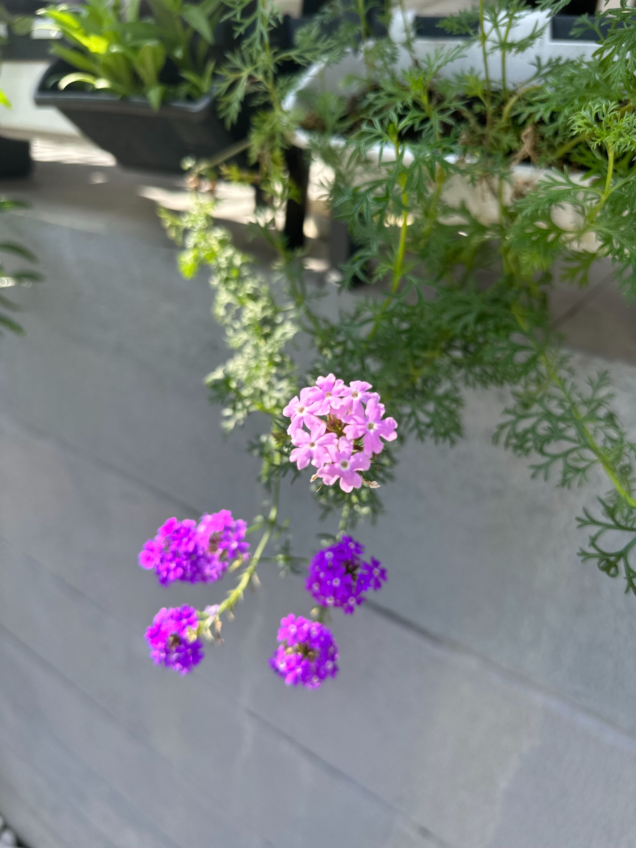 IMG_6471.jpeg