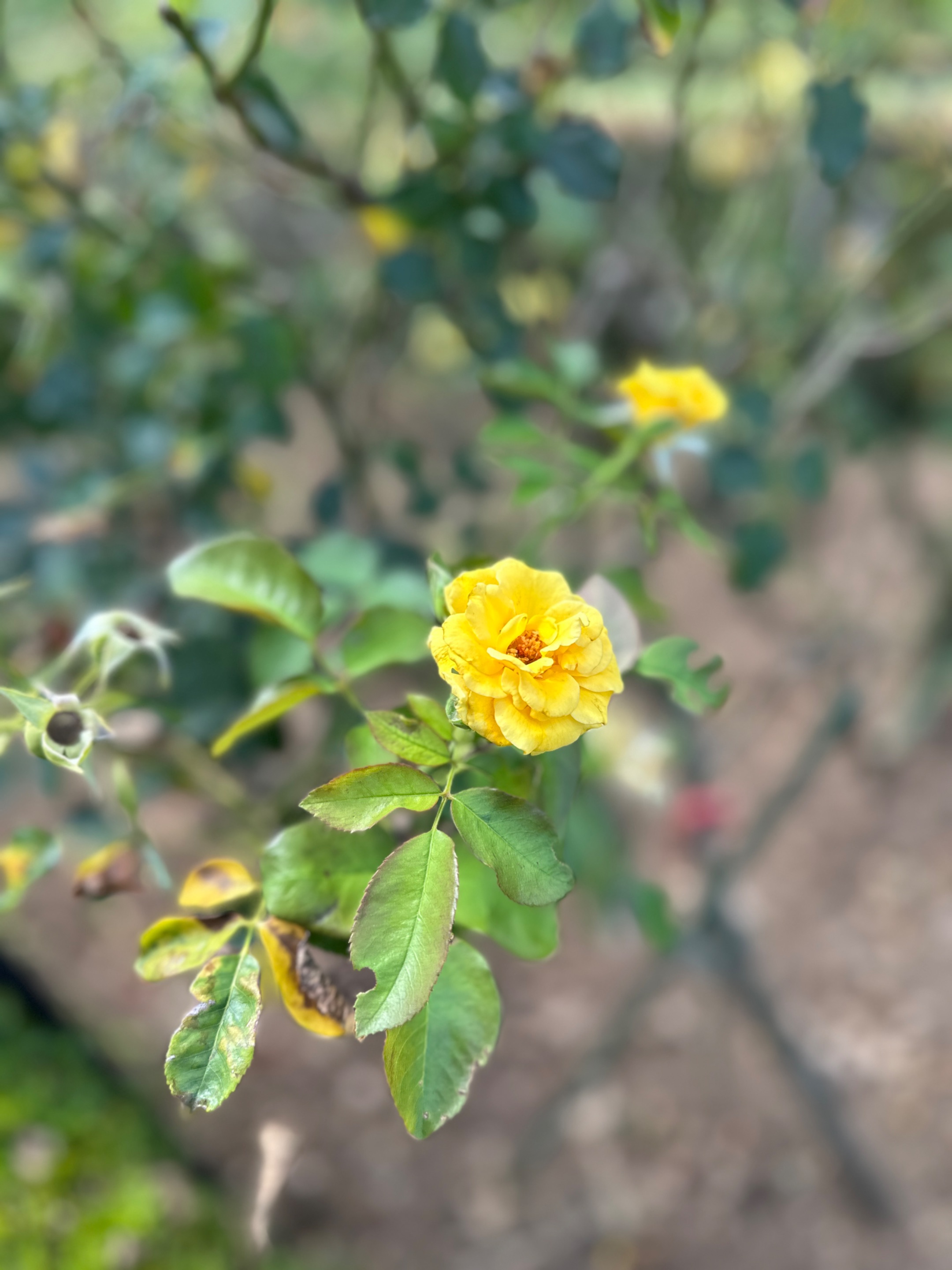 IMG_8571.jpeg